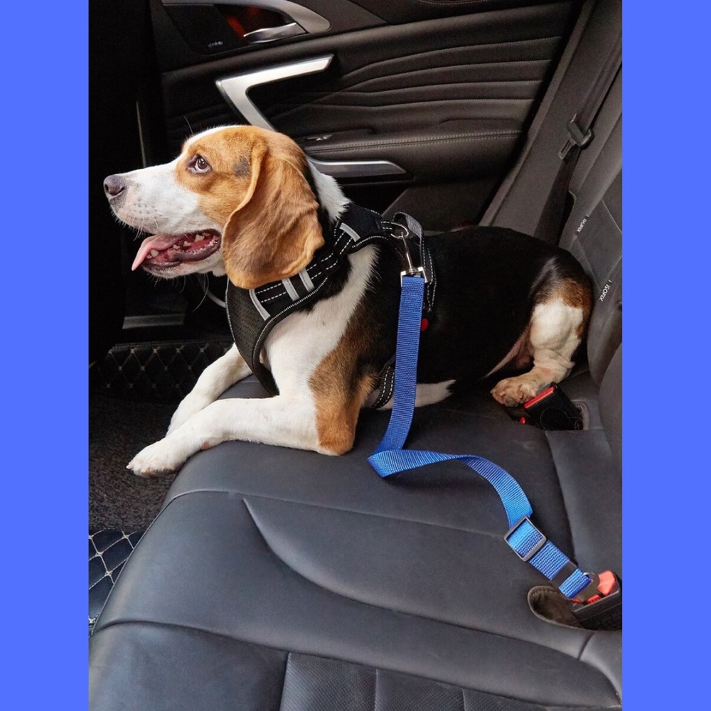Blue Pet Car Leash